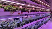 Agri-genomics startup Singrow opens indoor R&D farm, plots expansion to Malaysia, Thailand