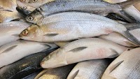 Expect smaller, pricier bangus and other fishes due to cold weather