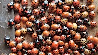 Harlequin ladybirds are swarming UK houses this week - here's why
