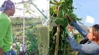 20 join search for Cebu City's 10 outstanding farmers