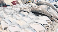 Big Zubaidi costs KD16, small KD12 per kilo