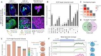 Imp/IGF2BP and Syp/SYNCRIP temporal RNA interactomes uncover combinatorial networks of regulators of Drosophila brain development