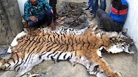 Tiger skin, bones seized from poachers in UP