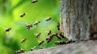 'Millions of bees' attack, kill 3 rodeo horses at Texas ranch