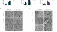 HRK downregulation and augmented BCL-xL binding to BAK confer apoptotic protection to therapy-induced senescent melanoma cells