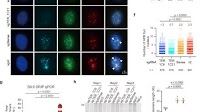XPF activates break-induced telomere synthesis