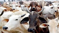 Jagan Reddy party leader claims 100 cow deaths at TTD shed, board says fake news