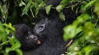 EU Pledges UGX 41.4 Billion to Boost Uganda’s Tourism