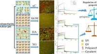 Effect of polysaccharide on structures and gel properties of microgel particle reconstructed soybean protein isolate/polysaccharide complex emulsion gels as solid fat mimetic