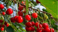 Early Start and High Prices: Sour Cherry Season Begins in Uzbekistan
