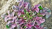 World's First True Red Spinach Variety Released