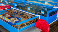Russian crab flows to South Korea amid sanctions, China’s lockdowns