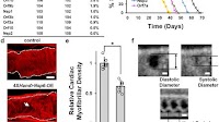 SARS-CoV-2 Nsp6 damages Drosophila heart and mouse cardiomyocytes through MGA/MAX complex-mediated increased glycolysis | Communications Biology