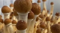Madrigal Mental Care Develops Treatment for Post-Traumatic Stress Disorder Based on Psychedelic Drugs