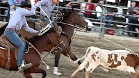 Rodeo in full swing for Mountain Festival
