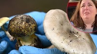 Patterson murder trial told how death cap mushrooms become lethal