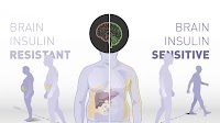 Brain insulin sensitivity determines body weight and fat distribution