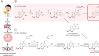 Mechanistic insights into alcohol-induced DNA crosslink repair by Slx4-Xpf-Ercc1 nuclease complex in the Fanconi anaemia pathway