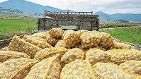 Food crisis in Ukraine... South Korean domestic potato prices soar