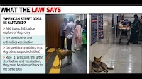 Strays at GHs, a bitter pill to swallow for patients