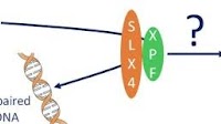 SLX4 and XPF are involved in cell migration and EMT in a cell-specific manner