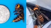 Two more ‘murder hornets’ found just 13 km from B.C. border