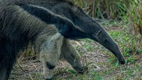 Mammals that chose ants and termites as food almost never go back