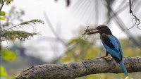 After winter census, Delhi to begin second round of Bird Atlas survey in May