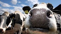 Mad cow disease explained: What is BSE and can humans get it?