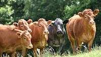 Tight Supply and Strong Demand Push UK Beef Prices