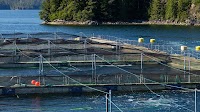 BC Salmon Farmers Association report finds Canada’s net pen ban could cost country CAD 9 billion