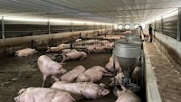 Pig Farmers Gain Profits After Difficult Period