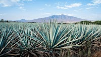 IWSR: agave pricing ‘will not hit the bottom until 2026’