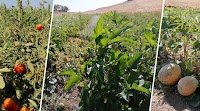 Kirkuk farmers unable to sell their summer produce due to imported mass-produced cheap fruit and vegetable