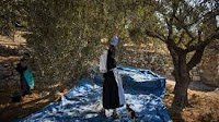 Mount of Olives Harvest Photo Gallery