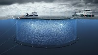 New Zealand Government backs offshore aquaculture for salmon farming future