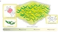 Catalyst-free ionogel turns bamboo to 11-MPa “super-skin” for IoT sensors