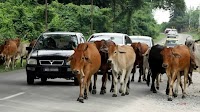Penang city council under fire after auctioning farmer’s cattle