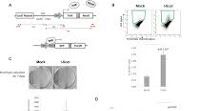 Large XPF-dependent deletions following misrepair of a DNA double strand break are prevented by the RNA:DNA helicase Senataxin