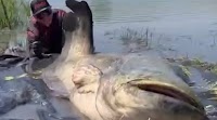 Fishing season in Hungary kicks off with record-breaking catches