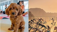 Puppies, sky-high balloons, and mountain peaks: The UAE's most Instagram-worthy yoga experiences