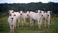 Brazil cattle prices rise on tight supply and strong exports - Cepea