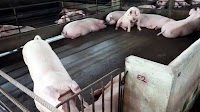 4th Penang pig farm infected with swine fever