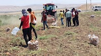 Costs Exceed Revenues: Potato Inflicts Losses on Bashiqa Farmers