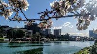 Spring cherry blossoms at EUR lake in Rome