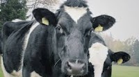 Should we really feel sorry for dairy farmers?