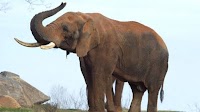 NC Zoo Elephant Getting Contacts?