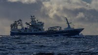 Norwegian Pelagic Sector Sees Record Growth in 2024