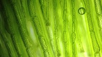 Australia’s marine bioproducts industry is about to boom