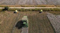 Brazilian cotton prices oscillate amid market challenges in early Sept
